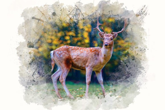 Download Watercolor Deer Illustrations - Illustration Collection