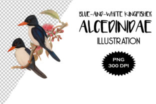 Download Blue-and-white Kingfisher Illustration - Illustration Collection